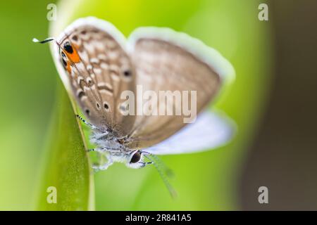 Luthrodes pandava (ehemals Chilades pandava), die Prärie Cupid oder Cycad Blue, ist eine Art von lykaenidem Schmetterling, die in Asien zu finden ist. Stockfoto