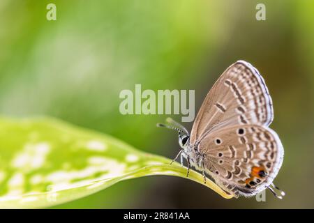 Luthrodes pandava (ehemals Chilades pandava), die Prärie Cupid oder Cycad Blue, ist eine Art von lykaenidem Schmetterling, die in Asien zu finden ist. Stockfoto