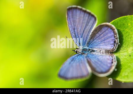 Luthrodes pandava (ehemals Chilades pandava), die Prärie Cupid oder Cycad Blue, ist eine Art von lykaenidem Schmetterling, die in Asien zu finden ist. Stockfoto