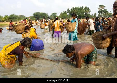 Fischereifestival in Venthanpatti bei Ponnamaravathy, Pudukkottai District, Tamil Nadu, Südindien, Inida, Asien. Während der Sommersaison, wenn der See Stockfoto