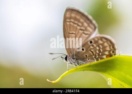 Luthrodes pandava (ehemals Chilades pandava), die Prärie Cupid oder Cycad Blue, ist eine Art von lykaenidem Schmetterling, die in Asien zu finden ist. Stockfoto