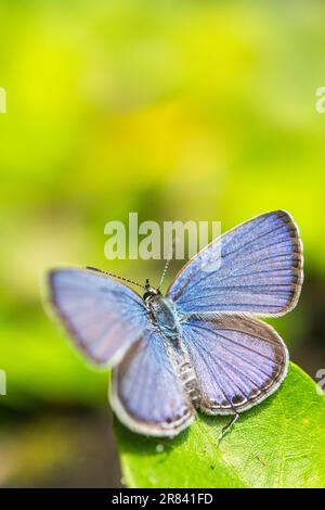 Luthrodes pandava (ehemals Chilades pandava), die Prärie Cupid oder Cycad Blue, ist eine Art von lykaenidem Schmetterling, die in Asien zu finden ist. Stockfoto