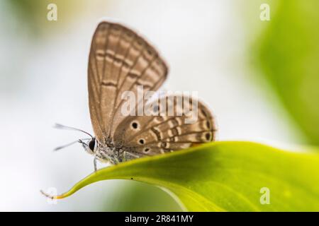 Luthrodes pandava (ehemals Chilades pandava), die Prärie Cupid oder Cycad Blue, ist eine Art von lykaenidem Schmetterling, die in Asien zu finden ist. Stockfoto