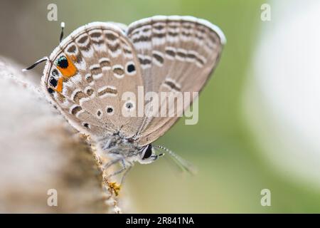 Luthrodes pandava (ehemals Chilades pandava), die Prärie Cupid oder Cycad Blue, ist eine Art von lykaenidem Schmetterling, die in Asien zu finden ist. Stockfoto