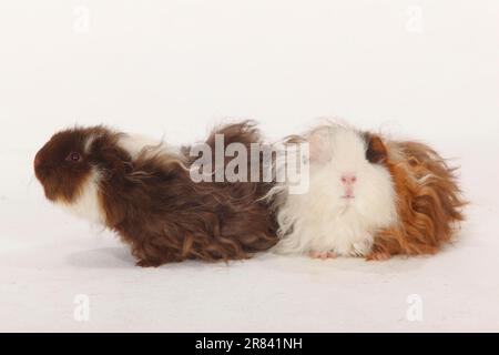 Texel Meerschweinchen, schokoladenweiß und schokoladenrot-weiß Stockfoto