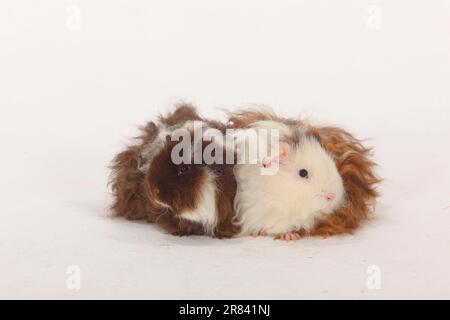 Texel Meerschweinchen, schokoladenweiß und schokoladenrot-weiß Stockfoto