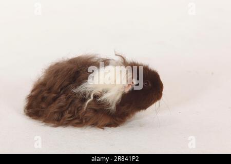 Texel Meerschweinchen, Schokoladenweiß Stockfoto