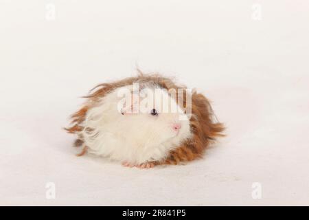 Texel Meerschweinchen, Schokoladenrot und weiß Stockfoto