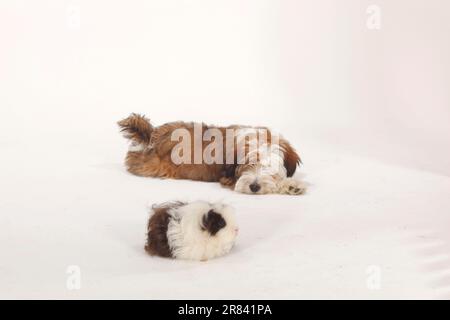 Tibetischer Terrier, Welpe, 4 Monate, und Texel-Meerschweinchen, Schokoladenweiß Stockfoto