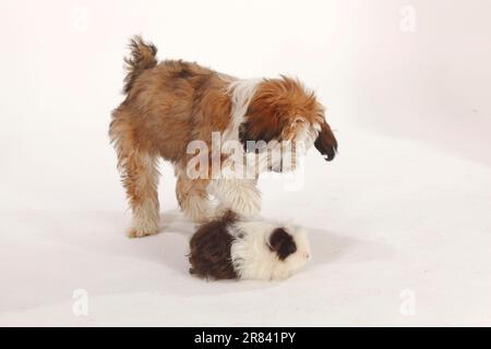 Tibetischer Terrier, Welpe, 4 Monate, und Texel-Meerschweinchen, Schokoladenweiß Stockfoto