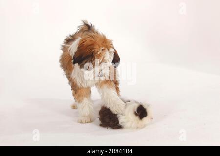 Tibetischer Terrier, Welpe, 4 Monate, und Texel-Meerschweinchen, Schokoladenweiß Stockfoto