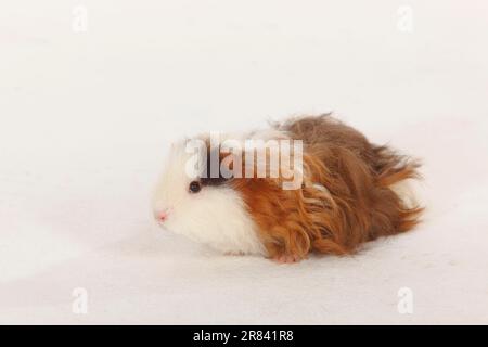 Texel Meerschweinchen, Schokoladenrot und weiß Stockfoto