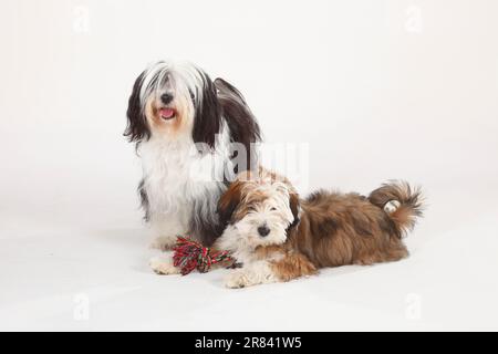 Tibet Terrier mit Welpen, 4 Monate Stockfoto