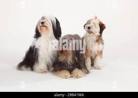 Tibet Terrier mit Welpen, 4 Monate Stockfoto