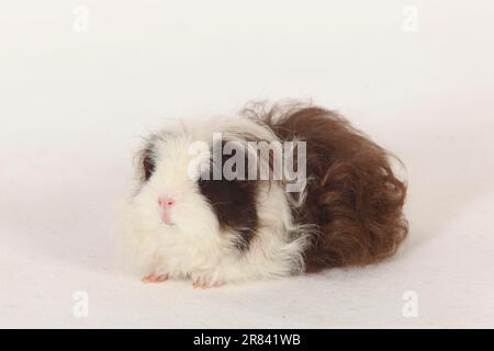 Texel Meerschweinchen, Schokoladenweiß Stockfoto