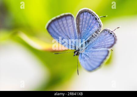 Luthrodes pandava (ehemals Chilades pandava), die Prärie Cupid oder Cycad Blue, ist eine Art von lykaenidem Schmetterling, die in Asien zu finden ist. Stockfoto