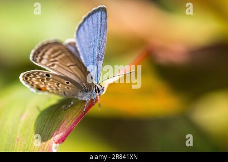 Luthrodes pandava (ehemals Chilades pandava), die Prärie Cupid oder Cycad Blue, ist eine Art von lykaenidem Schmetterling, die in Asien zu finden ist. Stockfoto