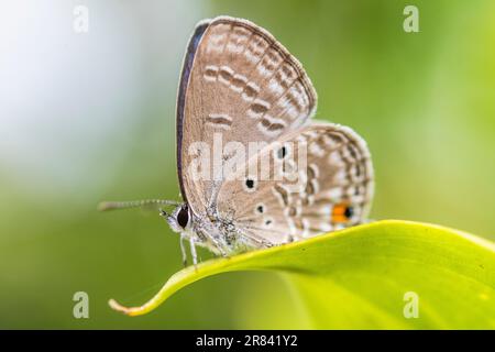 Luthrodes pandava (ehemals Chilades pandava), die Prärie Cupid oder Cycad Blue, ist eine Art von lykaenidem Schmetterling, die in Asien zu finden ist. Stockfoto