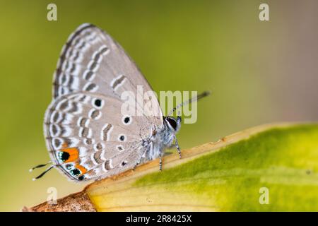 Luthrodes pandava (ehemals Chilades pandava), die Prärie Cupid oder Cycad Blue, ist eine Art von lykaenidem Schmetterling, die in Asien zu finden ist. Stockfoto