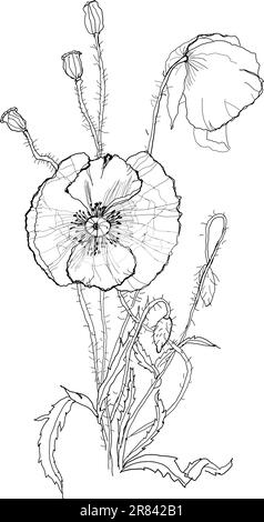 Mohnblume auf weißem Hintergrund Stock Vektor