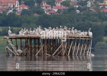 Dalmatinische Pelikane (Pelecanus crispus), Kerkini-See, Nistplattform, Zuchtkolonie, Griechenland Stockfoto