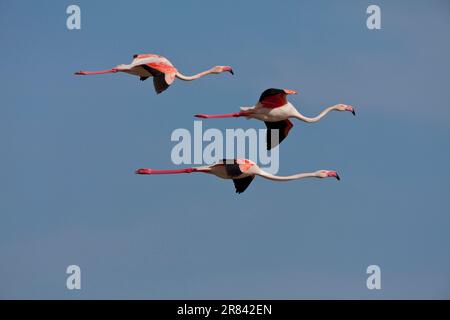 Großer Flamingo (Phoenicopterus ruber roseus), Laguna de Fuente de Greater Flamingo, Spanien Stockfoto