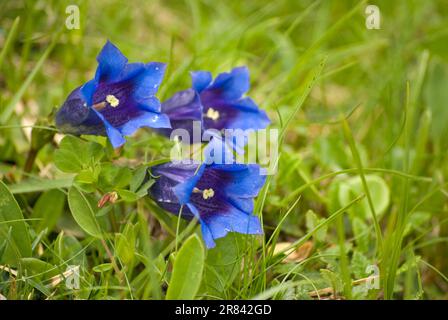 Stemless Gentian (Gentiana acaulis), Brandnertal, Vorarlberg, Österreich (Gentiana kochiana), Trumpet Gentian Stockfoto