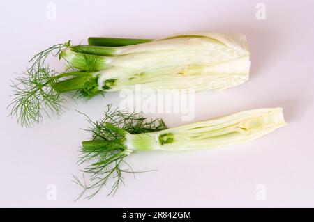 Fenchel aus Florenz (Foeniculum vulgare var. azoricum) Stockfoto