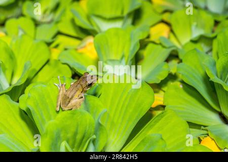 Polypedate Leucomystax ist eine Art der Strauchfroschfamilie Rhacophoridae. Es ist unter zahlreichen gebräuchlichen Namen bekannt, einschließlich gemeiner Baumfrosch. Stockfoto