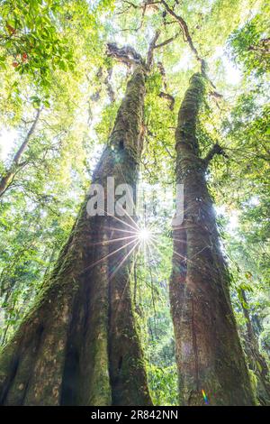 Von unten sehen Sie einige große Bäume in einem tropischen Wald, der Sonnenaufgang scheint durch Äste auf grüne Moose, die im Baumstamm wachsen. Stockfoto