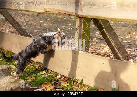 Yorkshire Terrier steht vor einem Zaun im Garten Stockfoto