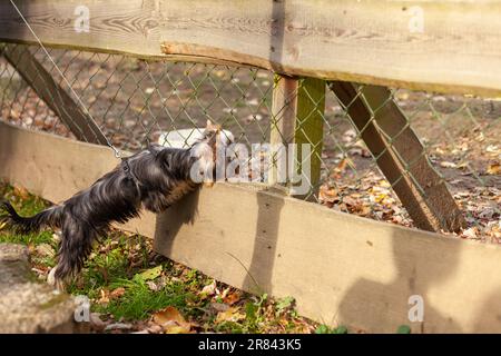 Yorkshire Terrier steht im Herbst vor einem Holzzaun Stockfoto