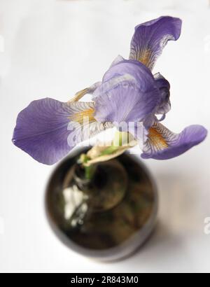 Blaue Iris Sibirica mit weißem Hintergrund, Nahaufnahme. Stockfoto