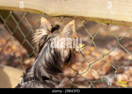 Yorkshire Terrier Welpe steht im Herbst vor einem Zaun Stockfoto