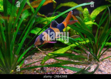 Clown-Lachs, Chromobotia macracanthus schwimmen im Aquarienwasser mit grünen Algen. Berühmter Süßwasserfisch für Aquarium-Hobby. Wasserorganismus, unter Stockfoto