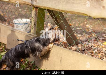 Yorkshire Terrier an der Leine vor einem Zaun Stockfoto