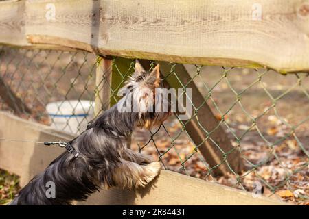 yorkshire Terrier an der Leine hinter einem Zaun im Herbst Stockfoto