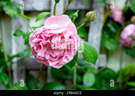 David Austin Rosa Strawberry Hill Englische Strauchrose (Ausrimini) in Blüte in einem Junigarten in Wales UK 2023 Großbritannien KATHY DEWITT Stockfoto