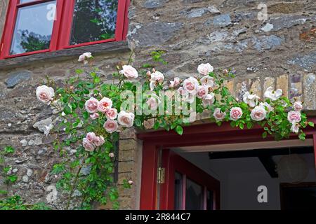 Rosa New Dawn Rosen in Blüte über der Tür an der Außenseite des Steinhauses im Juni Garten Carmarthenshire Wales UK 2023 Großbritannien KATHY DEWITT Stockfoto