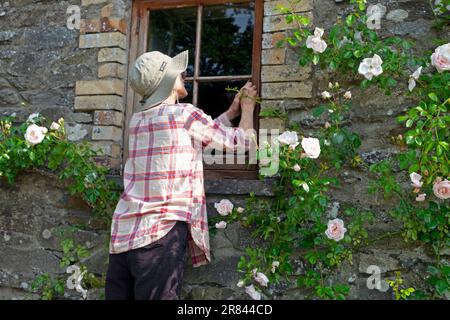 Rückansicht älterer Frauen mit Kitt auf Fensterscheiben zur Vorbereitung auf die neue Farbe für heimwerker in Carmarthenshire Wales, Großbritannien, KATHY DEWITT Stockfoto