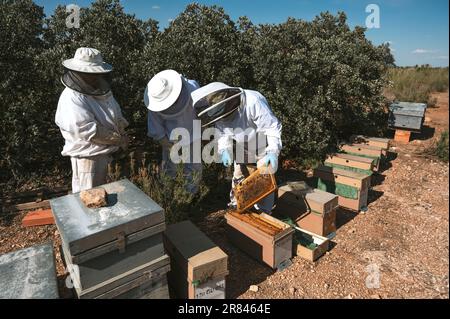 Imker, die im Bienenstock arbeiten Stockfoto