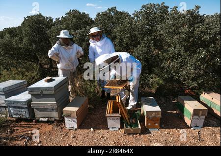 Imker, die im Bienenstock arbeiten Stockfoto