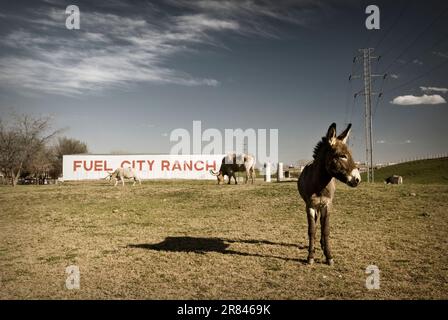 Ein Esel und 2 lange Hörner grasen auf der Fuel City Ranch, einer Raststätte in der Innenstadt von Dallas, die aufgrund des Viehbestands von der Agrarsteuer befreit ist. Stockfoto