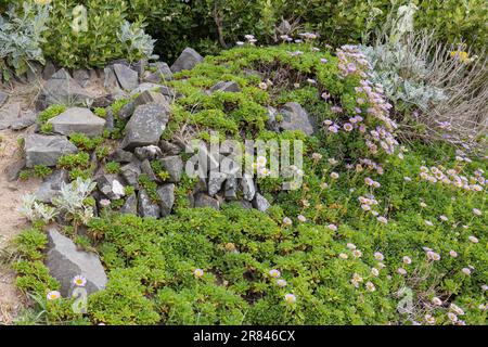 Gänseblümchen am Meer, Erigeron glaucus Ker GAWI, blühend am Polzeath Cornwall Stockfoto