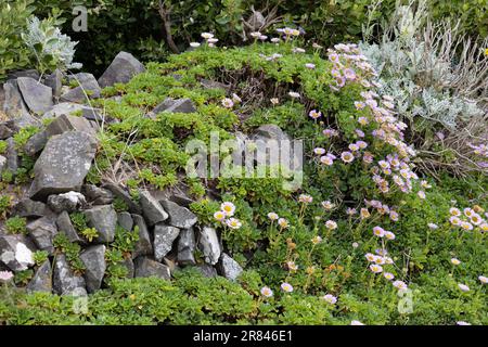Gänseblümchen am Meer, Erigeron glaucus Ker GAWI, blühend am Polzeath Cornwall Stockfoto