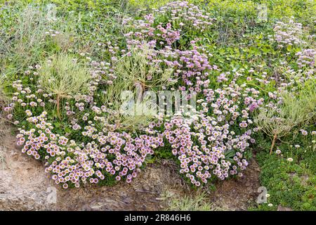 Gänseblümchen am Meer, Erigeron glaucus Ker GAWI, blühend am Polzeath Cornwall Stockfoto