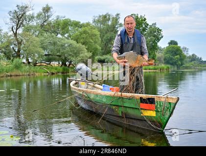 Schwedt, Deutschland. 19. Juni 2023. Der Fischer Lutz Zimmermann fing bei einer Probefischung auf der Schwedter Querfahrt an der deutsch-polnischen Grenze oder im Nationalpark Lower oder Valley einen großen Karpfen mit einem Stellnetz. An der Versuchsfischerei nahmen auch der Abgeordnete Neumann und der Umweltminister von Brandenburg, Vogel, Teil. Fast ein Jahr nach der verheerenden Umweltkatastrophe und ihrer ersten Reise in die oder ist Neumann wieder auf Tour entlang des Flusses. Kredit: Patrick Pleul/dpa/Alamy Live News Stockfoto