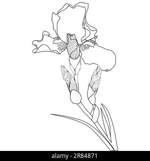 Irisblüte mit Strichgrafiken auf weißem Hintergrund, Vektordarstellung. Stock Vektor