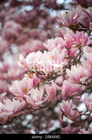 Nahaufnahme des Untertassen-Magnolienbaums in voller Blüte an einem Frühlingstag. Stockfoto