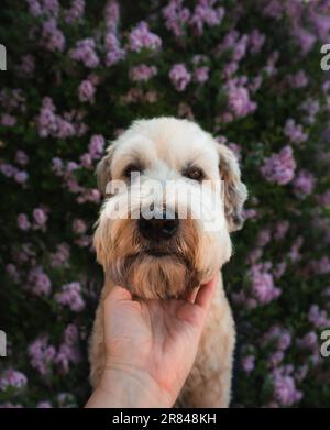 Nahaufnahme des Hand haltenden Kinns eines flauschigen Hundes mit Blumenhintergrund. Stockfoto